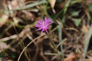 serratula tinctoria